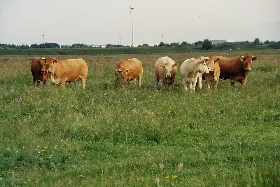 K&uuml;he auf der Weide