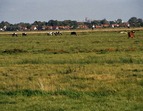 Blick vom Feld zum Neubaugebiet Seehausen