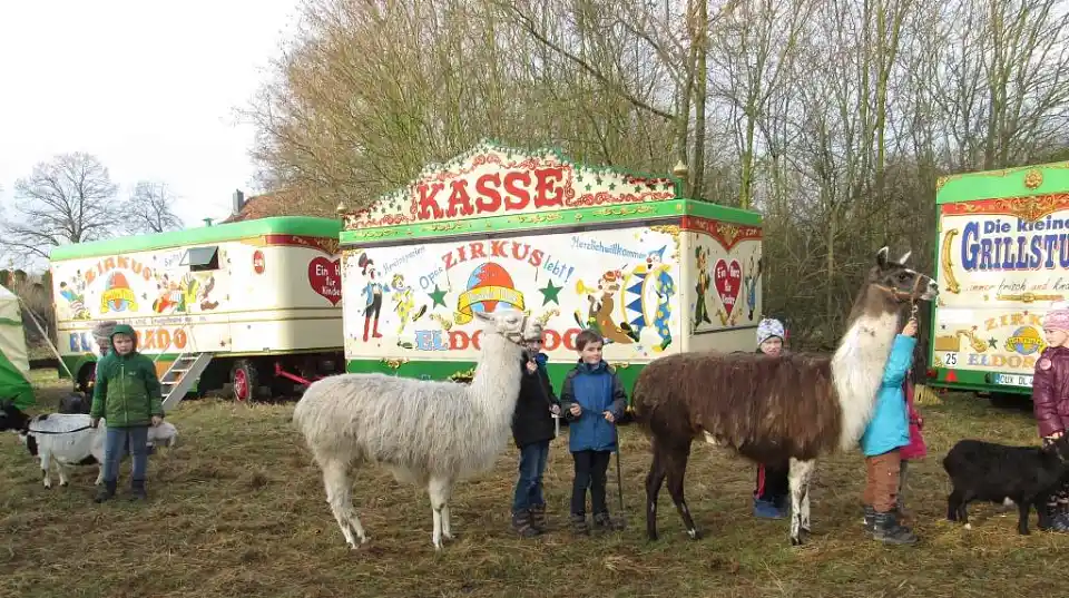 Kinder f&uuml;hren Lamas herum