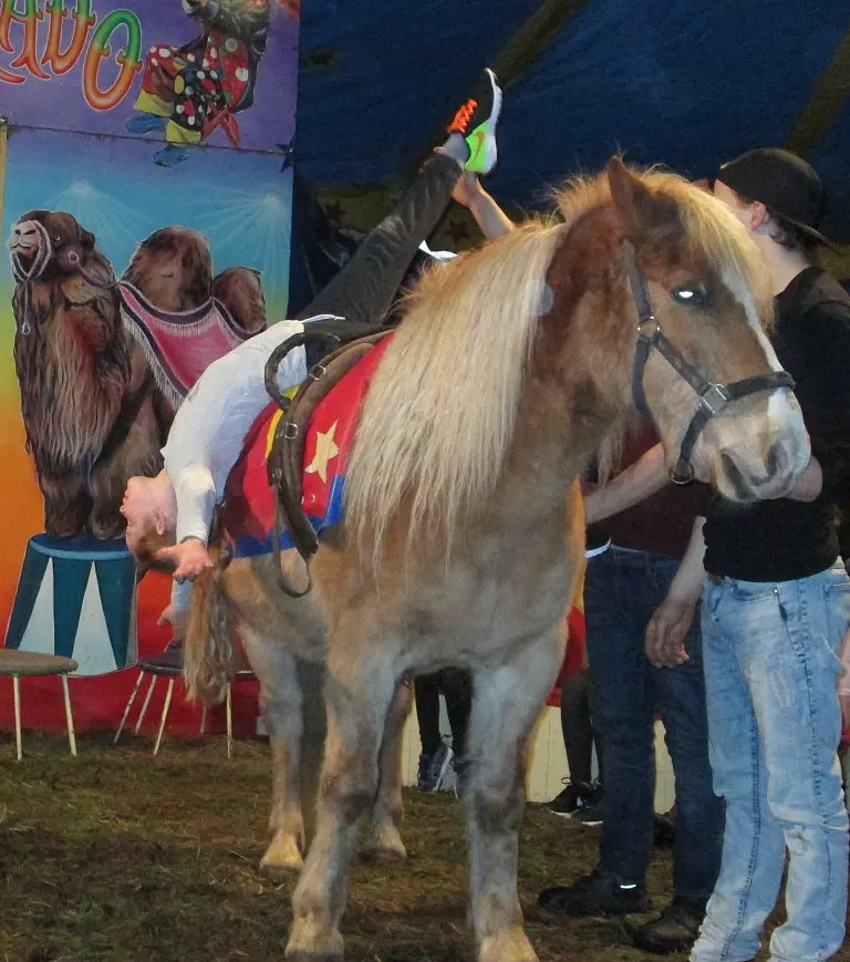 Voltigieren auf dem Pferd